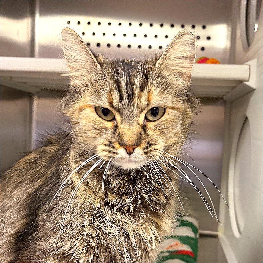 Dusty Lady Gogurt, Adoptable, Young Female Domestic Long Hair.