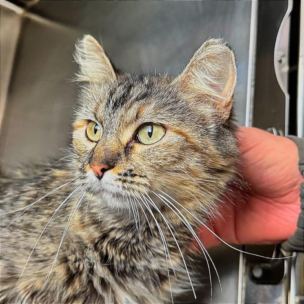 Dusty Lady Gogurt, a Adoptable Domestic Long Hair in Boaz, AL image 2/2