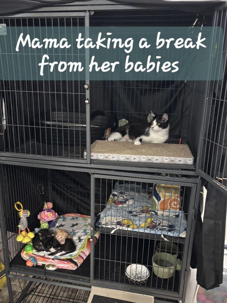 Aztec, a Adoptable Domestic Short Hair in Hudson, NH image 1/4