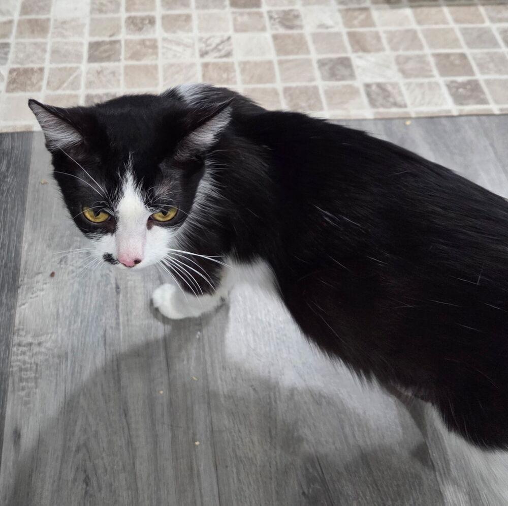 Aztec, a Adoptable Domestic Short Hair in Hudson, NH image 2/4