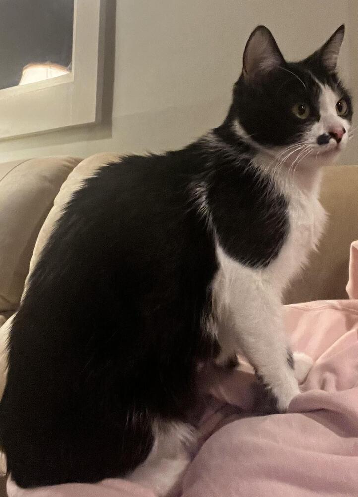 Aztec, a Adoptable Domestic Short Hair in Hudson, NH image 4/4