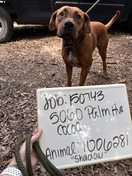 Shadow, Adoptable, Senior Female Mixed Breed.