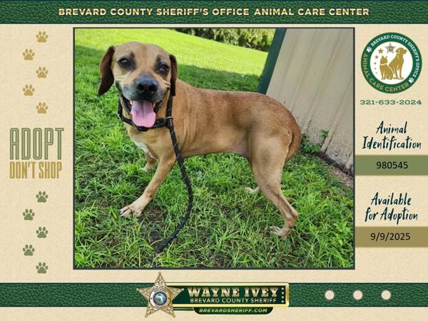 Enlarge Shadow, a Adoptable mixed breed in Melbourne, FL image 2/6