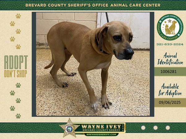 Enlarge Shadow, a Adoptable mixed breed in Melbourne, FL image 3/6