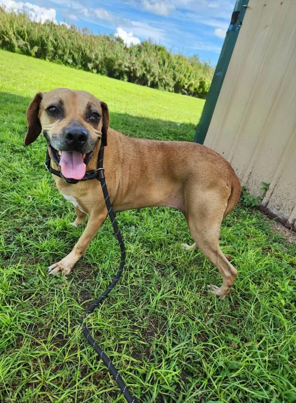 Enlarge Shadow, a Adoptable mixed breed in Melbourne, FL image 5/6