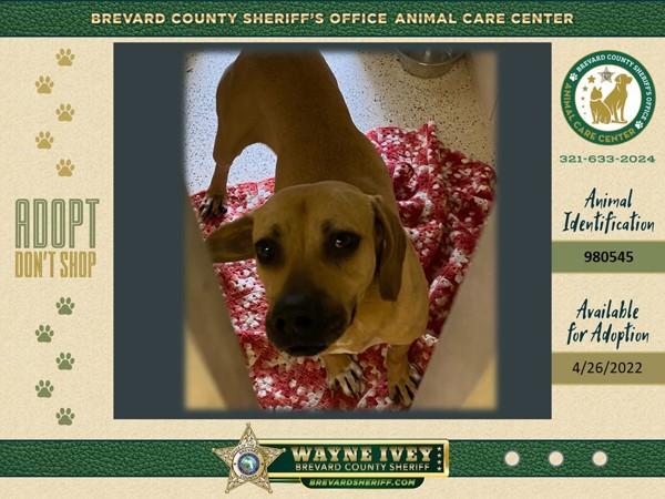 Enlarge Shadow, a Adoptable mixed breed in Melbourne, FL image 6/6