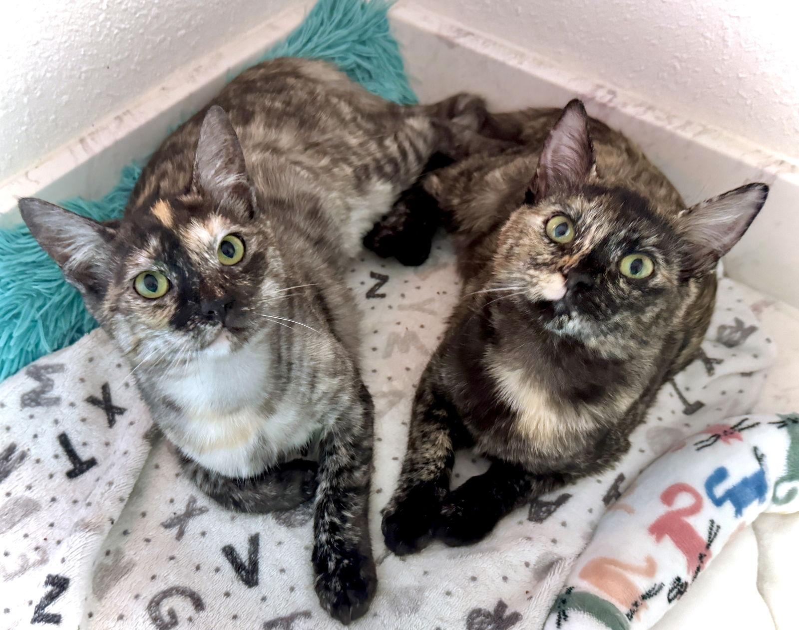 Nutmeg and Maple - sweet tortie sisters, Adoptable, Kitten Female Tortoiseshell & Domestic Short Hair.