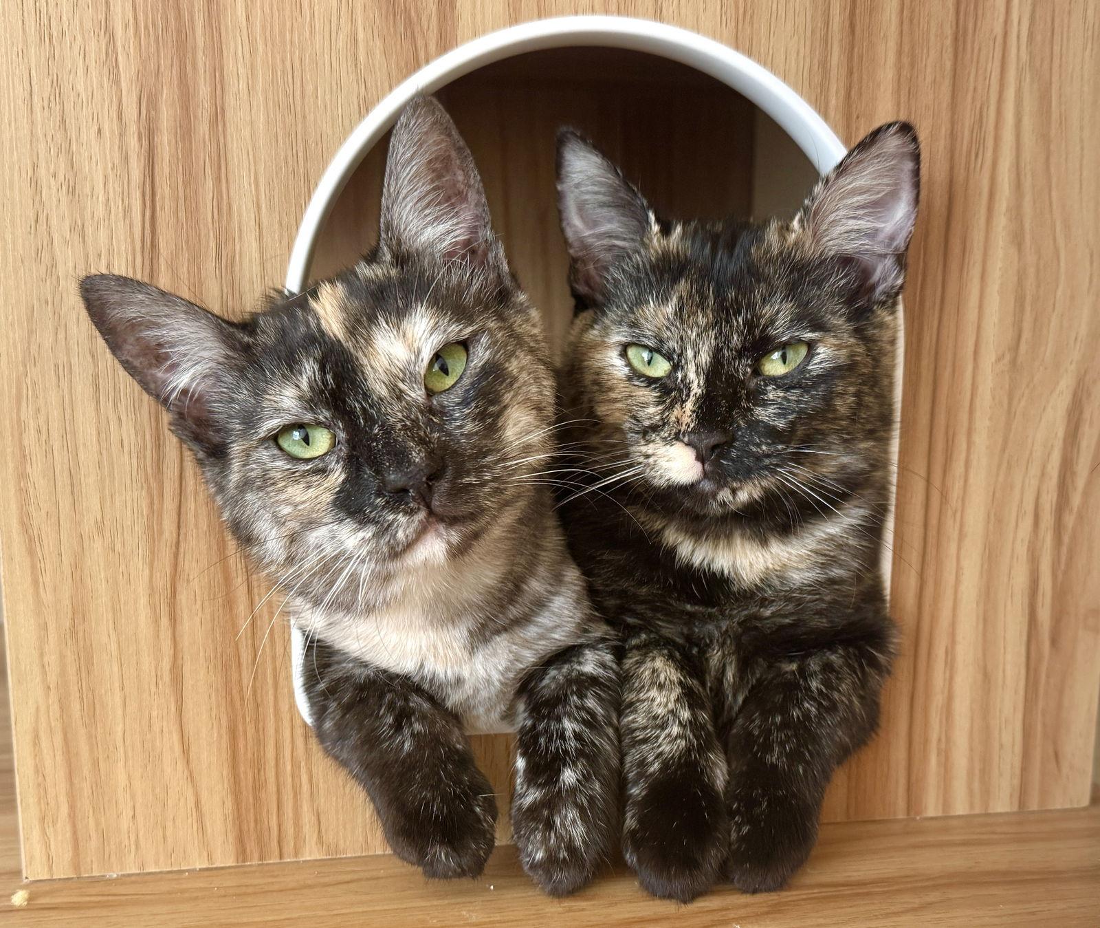 Nutmeg and Maple - sweet tortie sisters, Adoptable, Kitten Female Tortoiseshell & Domestic Short Hair.