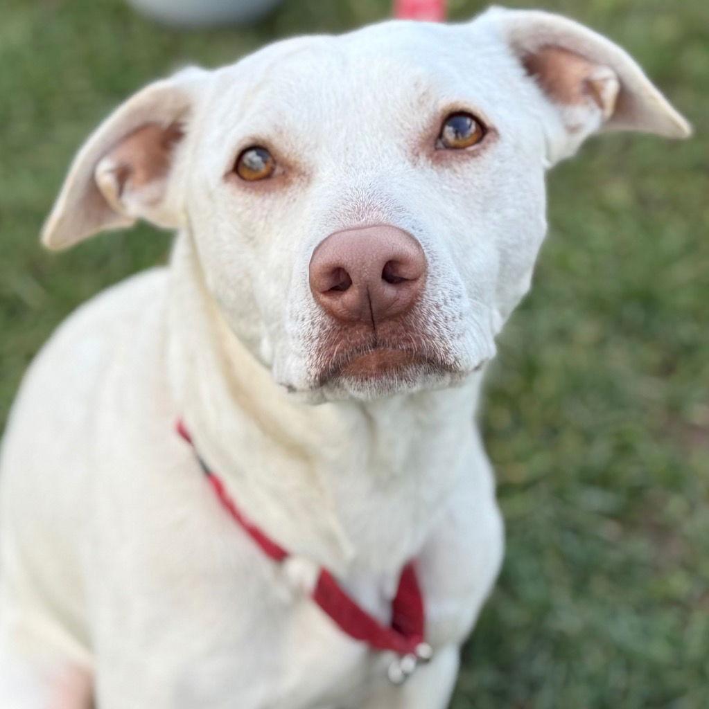 Enlarge Joey, a Adoptable Terrier in Bloomfield, CT image 1/3