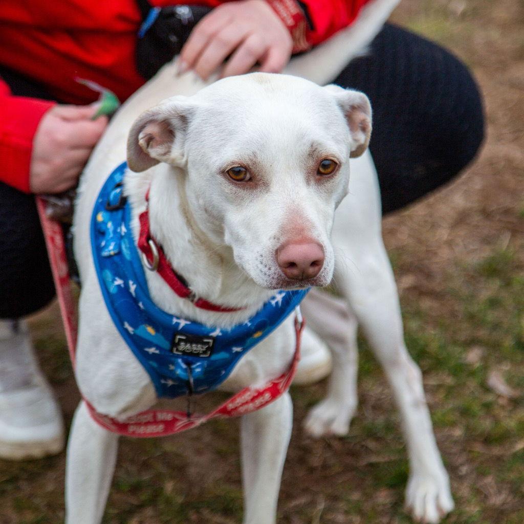 Enlarge Joey, a Adoptable Terrier in Bloomfield, CT image 2/3