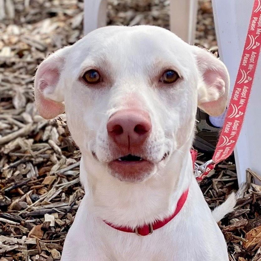 Enlarge Joey, a Adoptable Terrier in Bloomfield, CT image 3/3