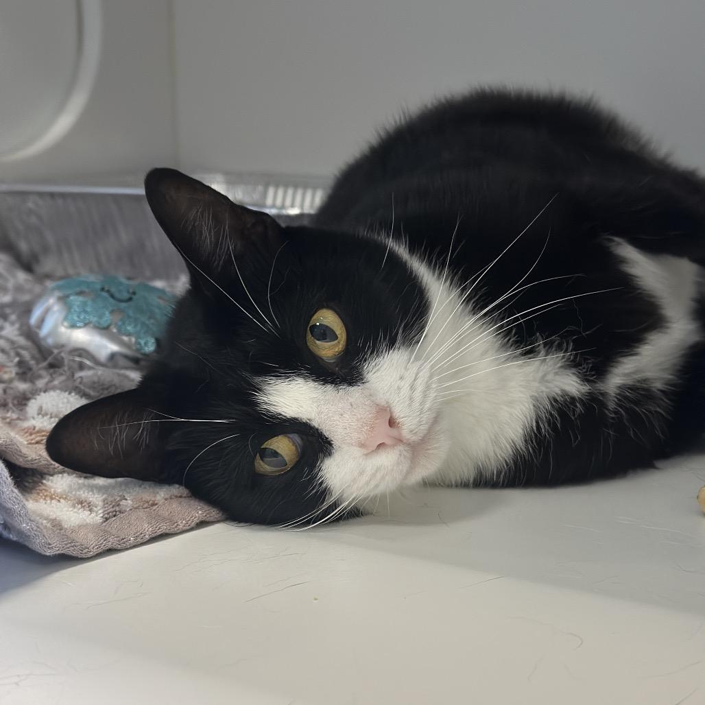 Hidden Valley Ranch, Adoptable, Adult Female Domestic Short Hair.