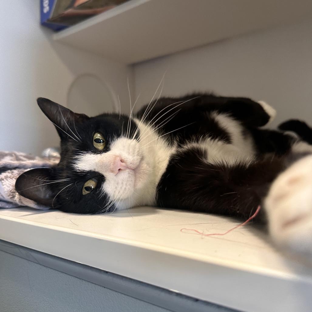 Enlarge Hidden Valley Ranch, a Adoptable Domestic Short Hair in Greensboro, NC image 2/6