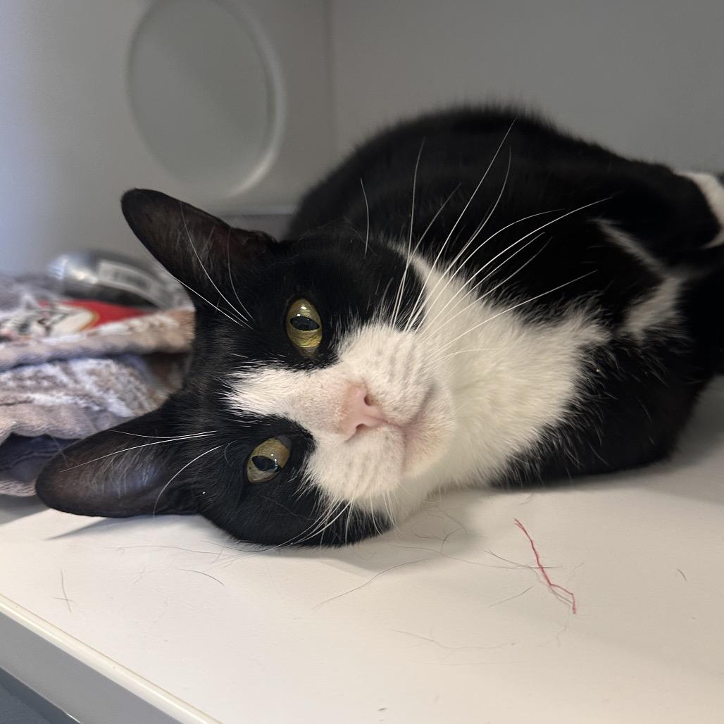 Enlarge Hidden Valley Ranch, a Adoptable Domestic Short Hair in Greensboro, NC image 3/6