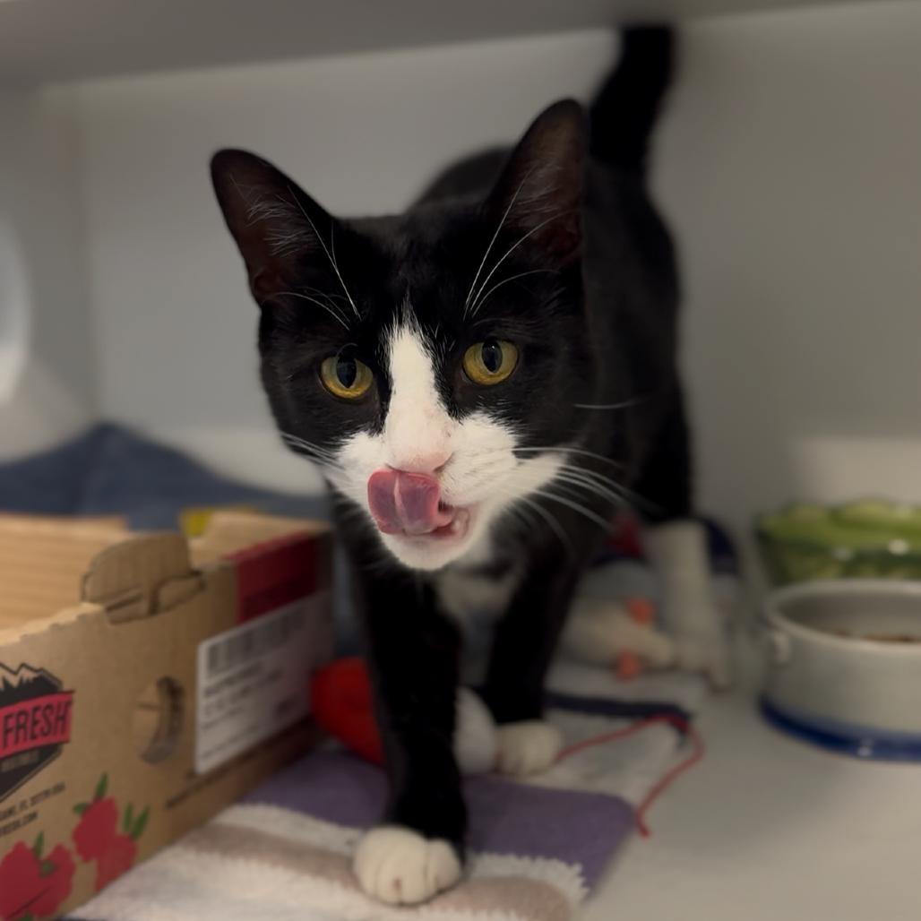 Enlarge Hidden Valley Ranch, a Adoptable Domestic Short Hair in Greensboro, NC image 4/6