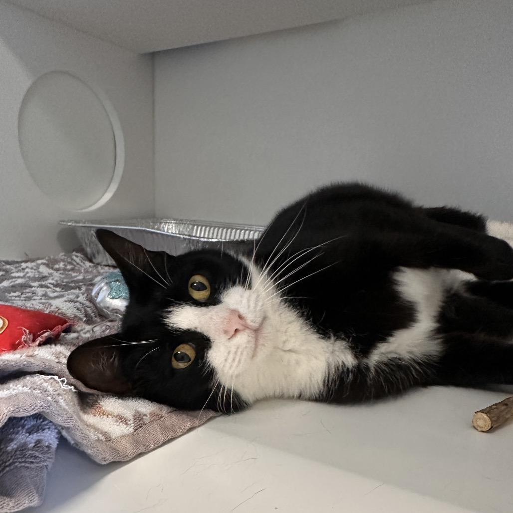 Enlarge Hidden Valley Ranch, a Adoptable Domestic Short Hair in Greensboro, NC image 5/6