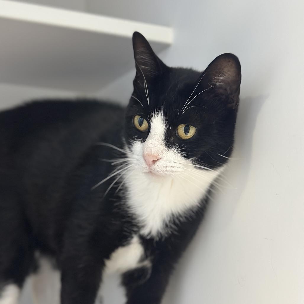 Enlarge Hidden Valley Ranch, a Adoptable Domestic Short Hair in Greensboro, NC image 6/6