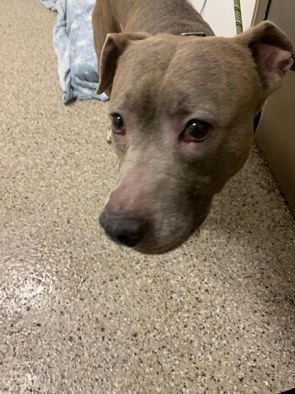 Erika, Adoptable, Adult Female Pit Bull Terrier.