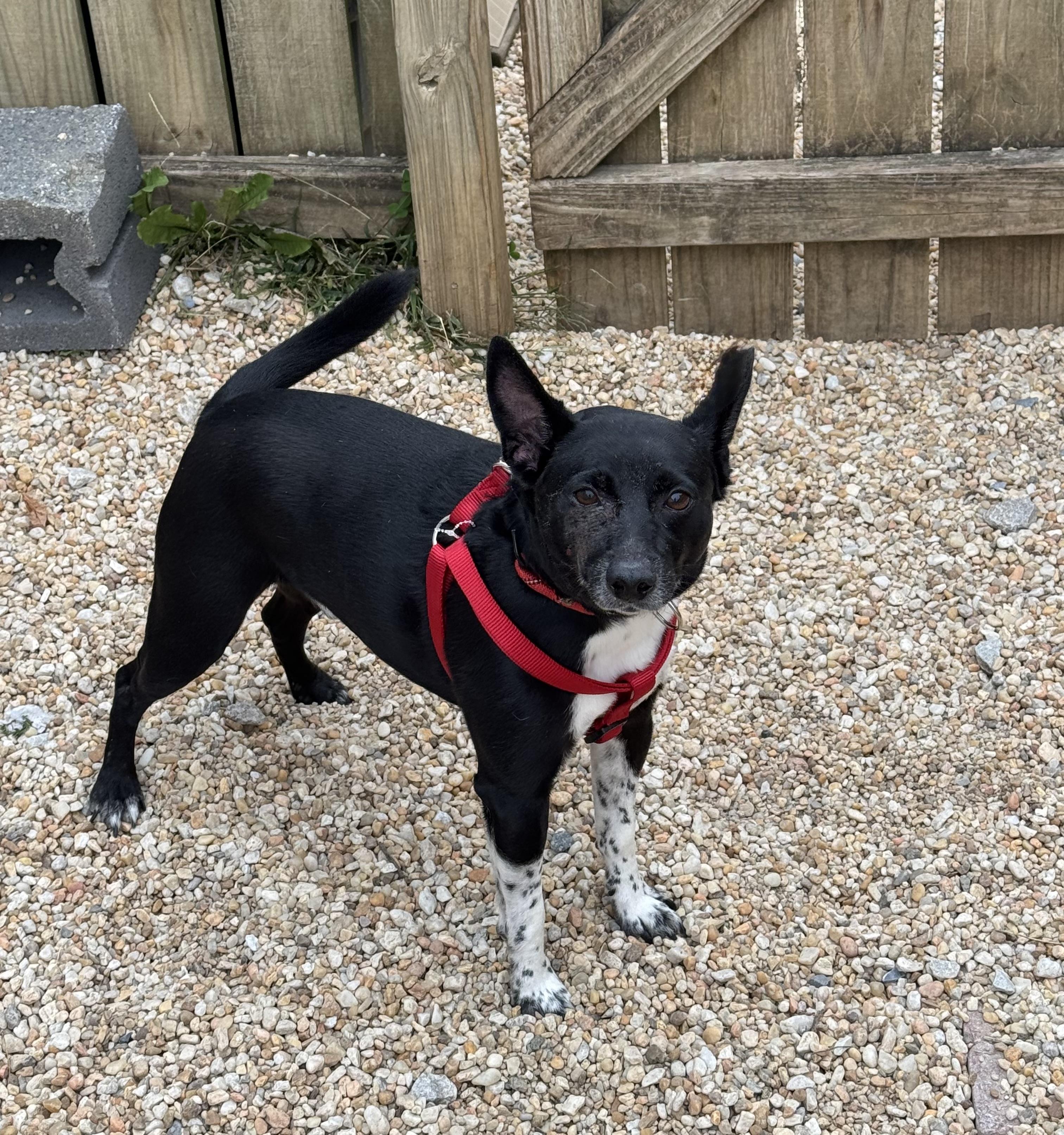 Enlarge Max, a Adoptable Mixed Breed in Ellicott City, MD image 2/2