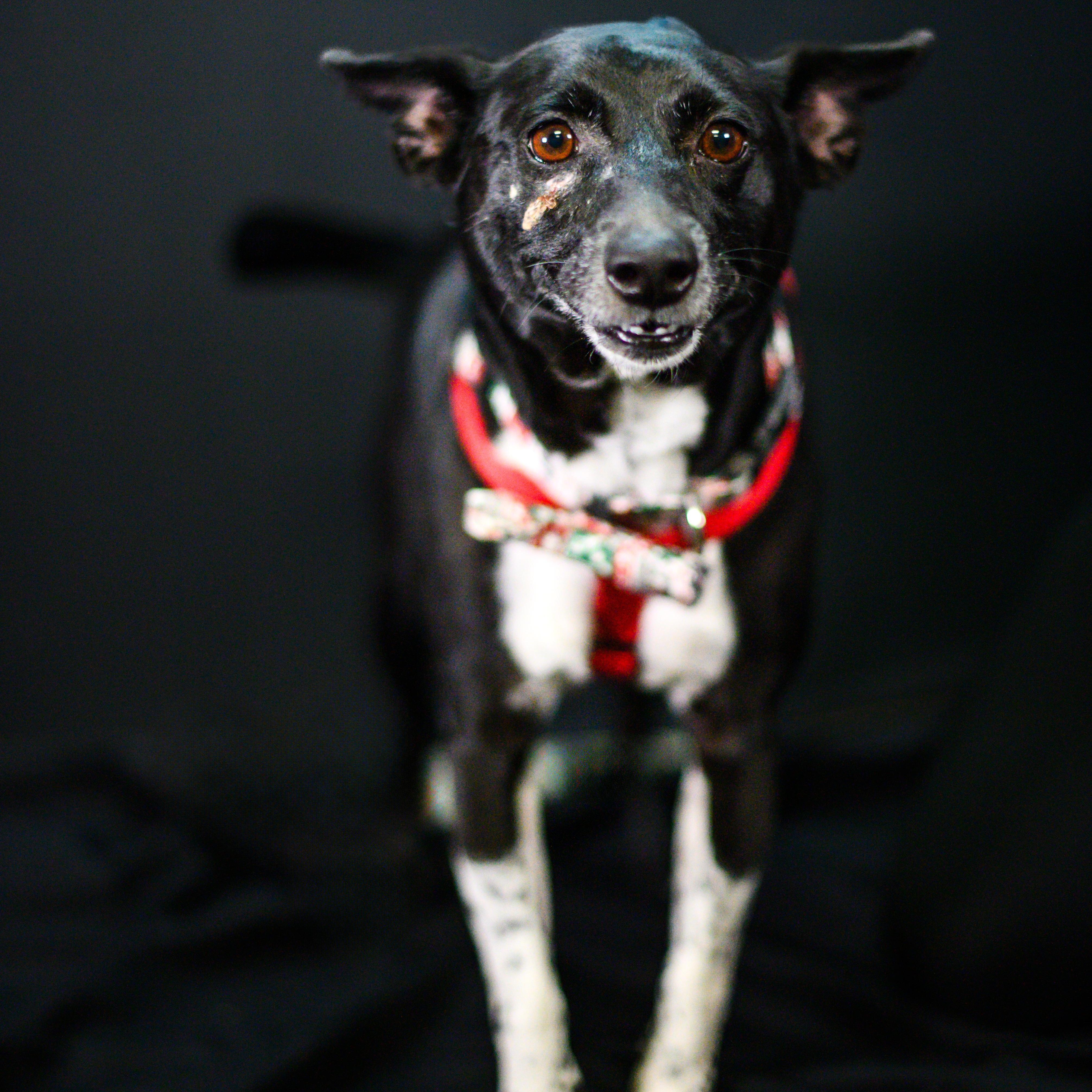 Max, Adoptable, Senior Male Mixed Breed.