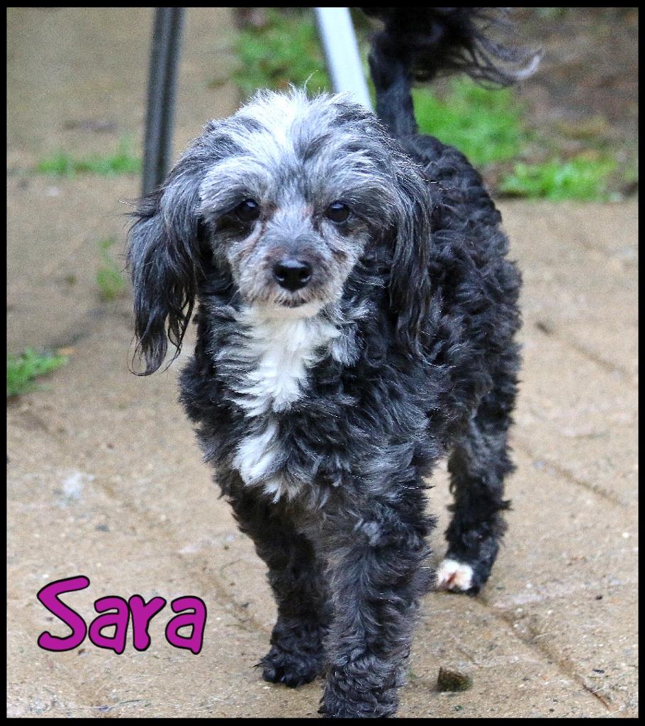 Sara, ADOPTABLE, Adult Female Miniature Poodle.