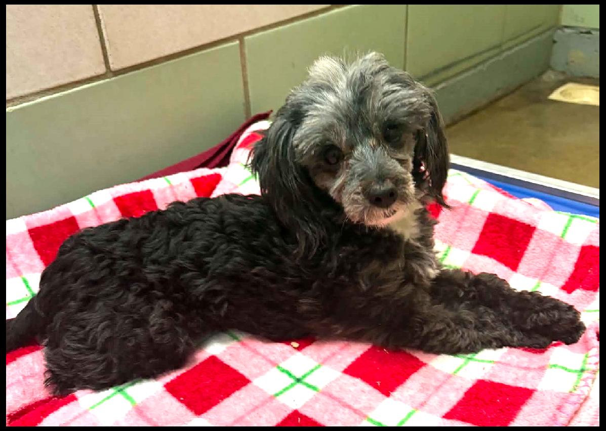 Enlarge Sara, a ADOPTABLE Miniature Poodle in Shippenville, PA image 5/5