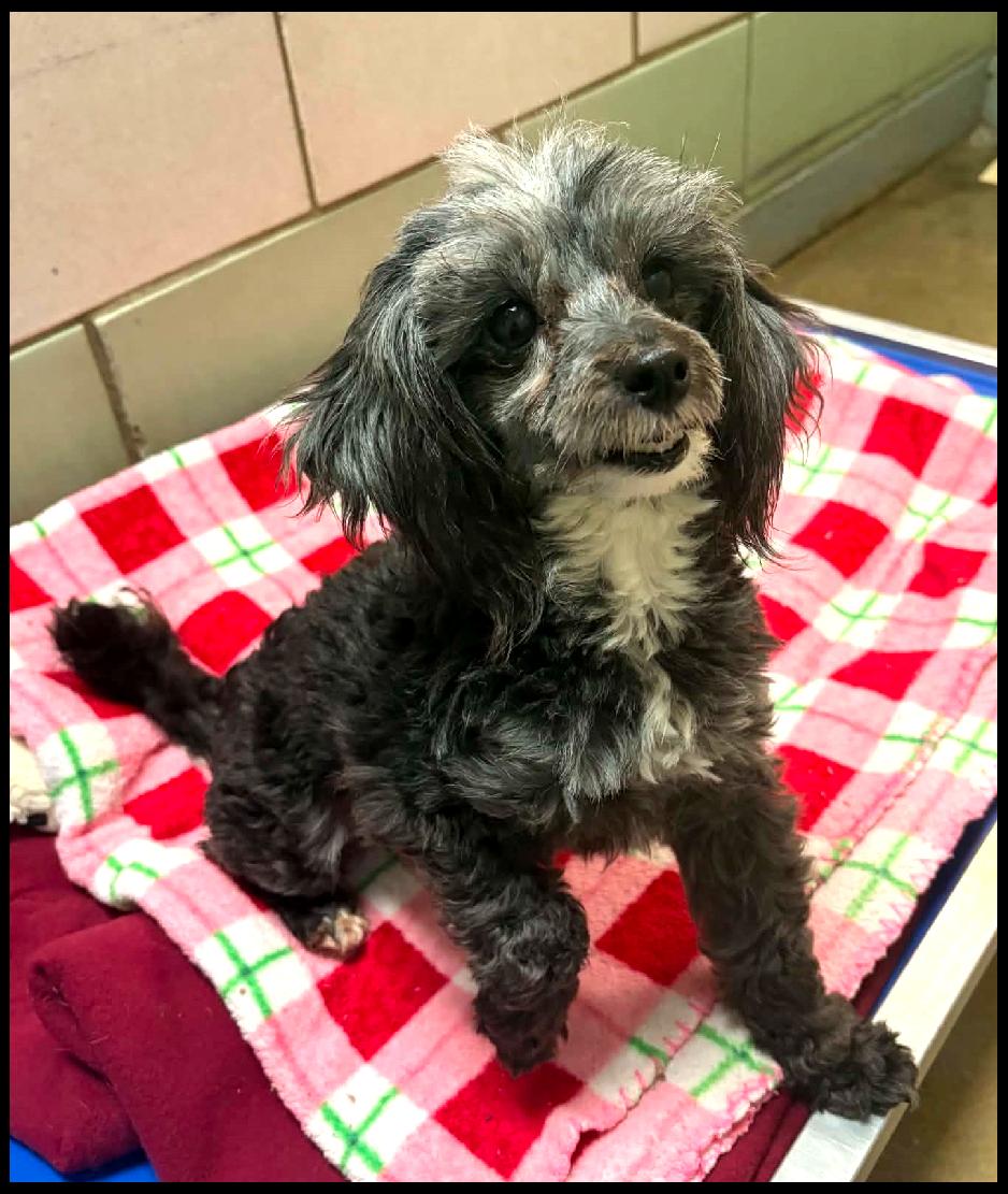 Enlarge Sara, a ADOPTABLE Miniature Poodle in Shippenville, PA image 4/5