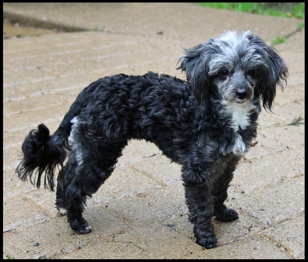 Enlarge Sara, a ADOPTABLE Miniature Poodle in Shippenville, PA image 2/5