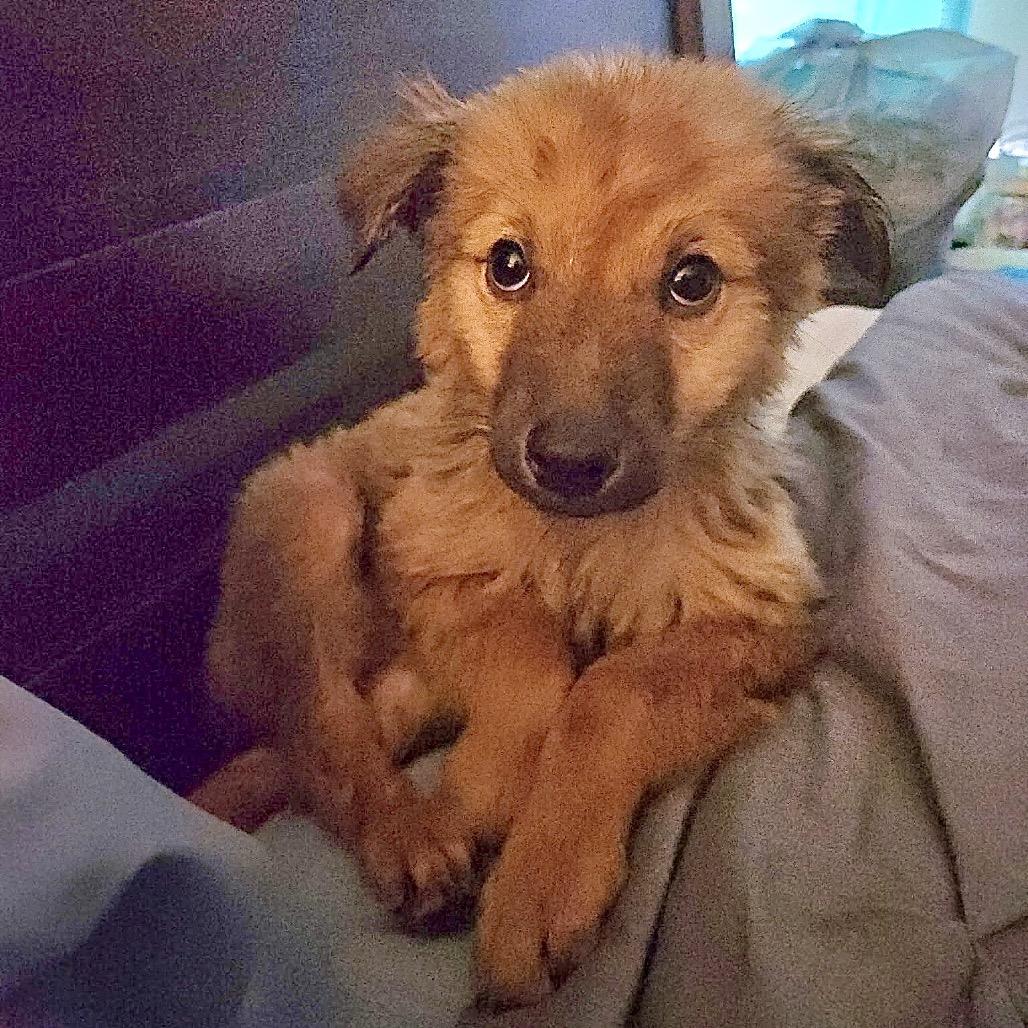 Paddington/Sparky (in PA), Adoptable, Puppy Male Mixed Breed.