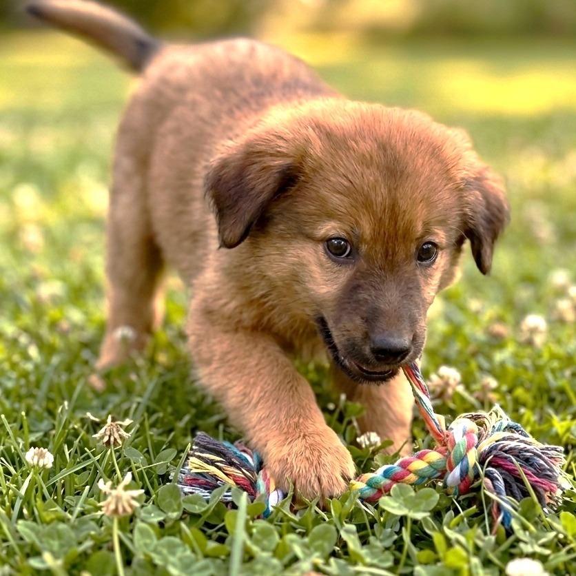 Enlarge Paddington/Sparky (in PA), a Adoptable Mixed Breed in Shoemakersville, PA image 4/6