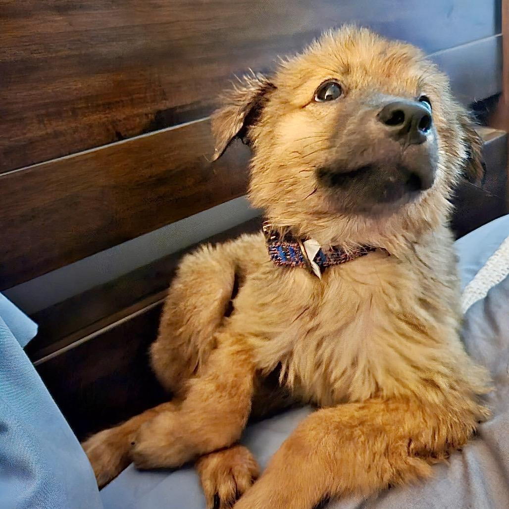 Enlarge Paddington/Sparky (in PA), a Adoptable Mixed Breed in Shoemakersville, PA image 5/6