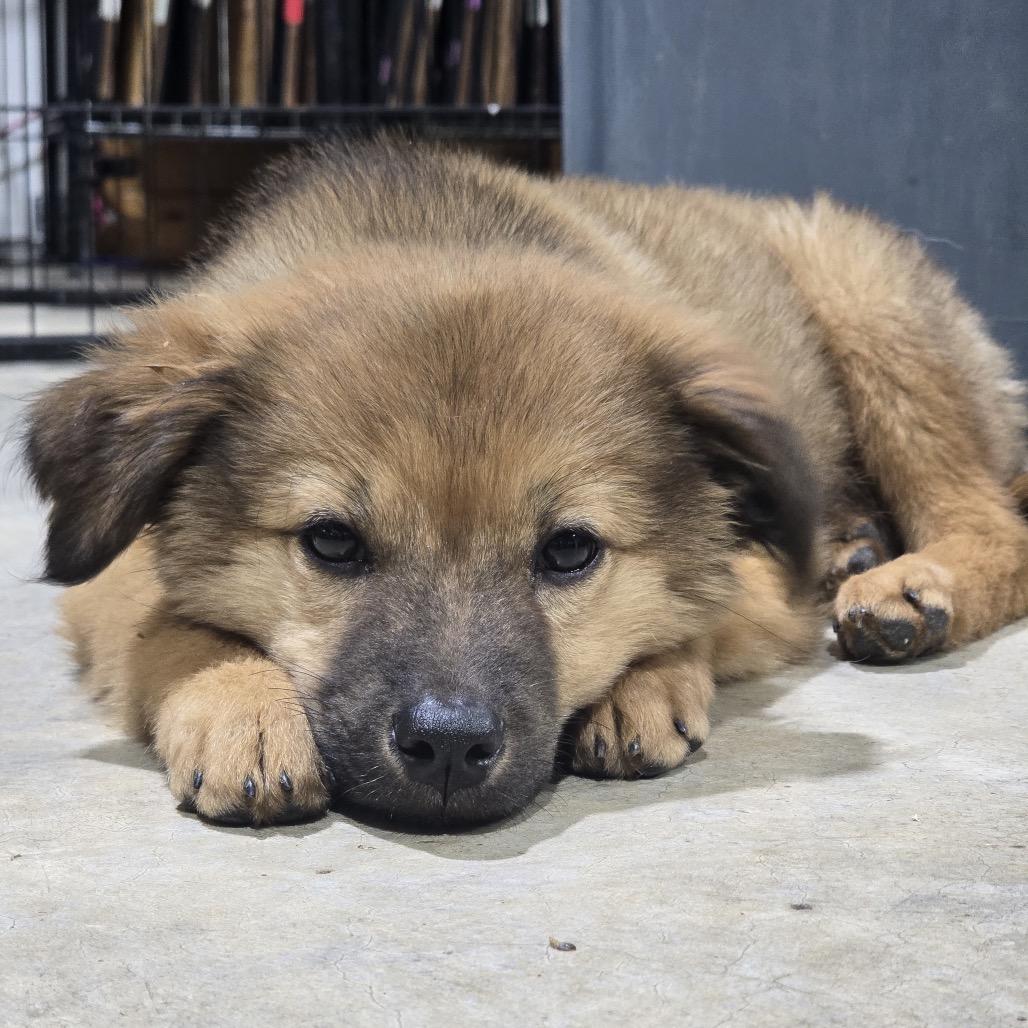 Enlarge Paddington/Sparky (in PA), a Adoptable Mixed Breed in Shoemakersville, PA image 3/6