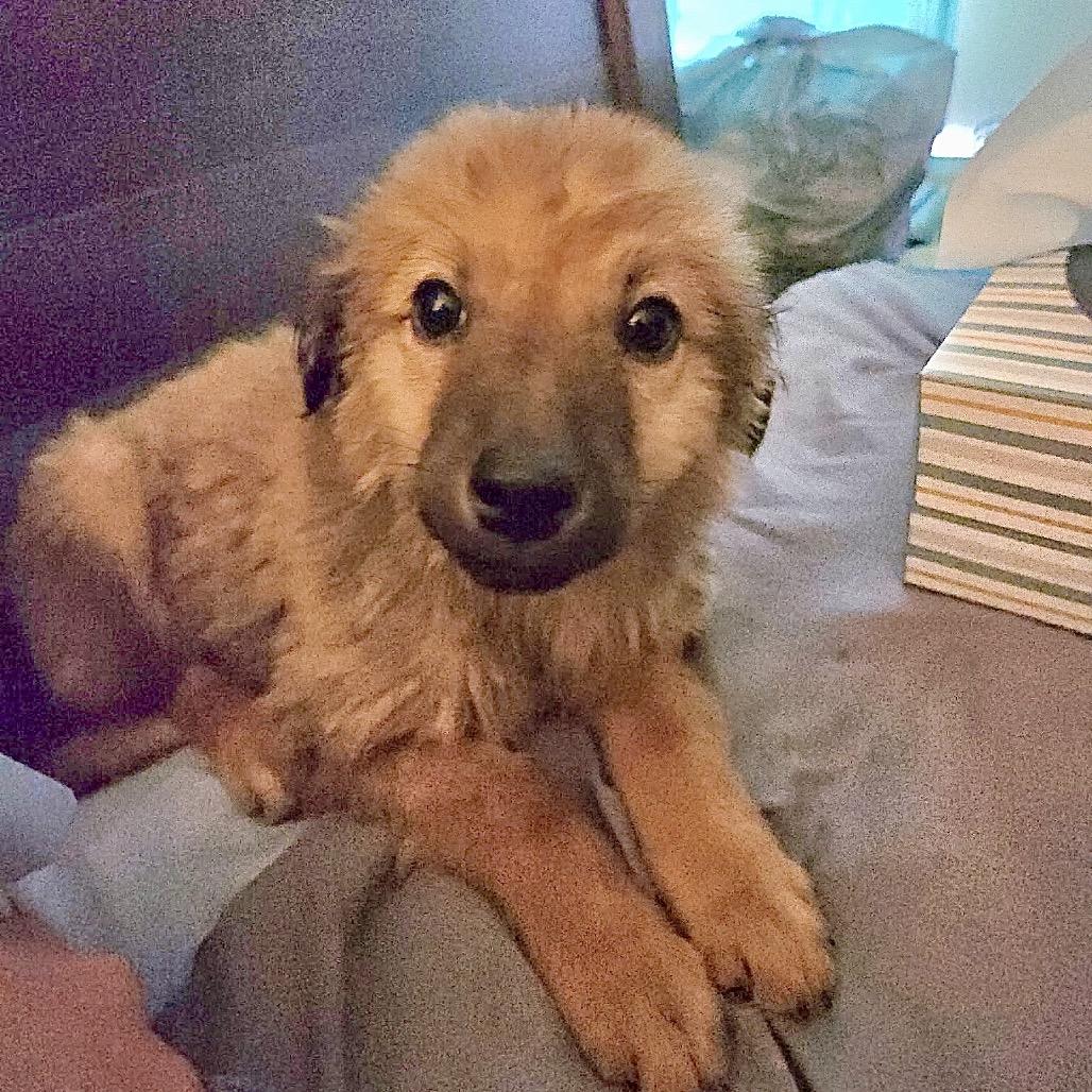 Enlarge Paddington/Sparky (in PA), a Adoptable Mixed Breed in Shoemakersville, PA image 6/6