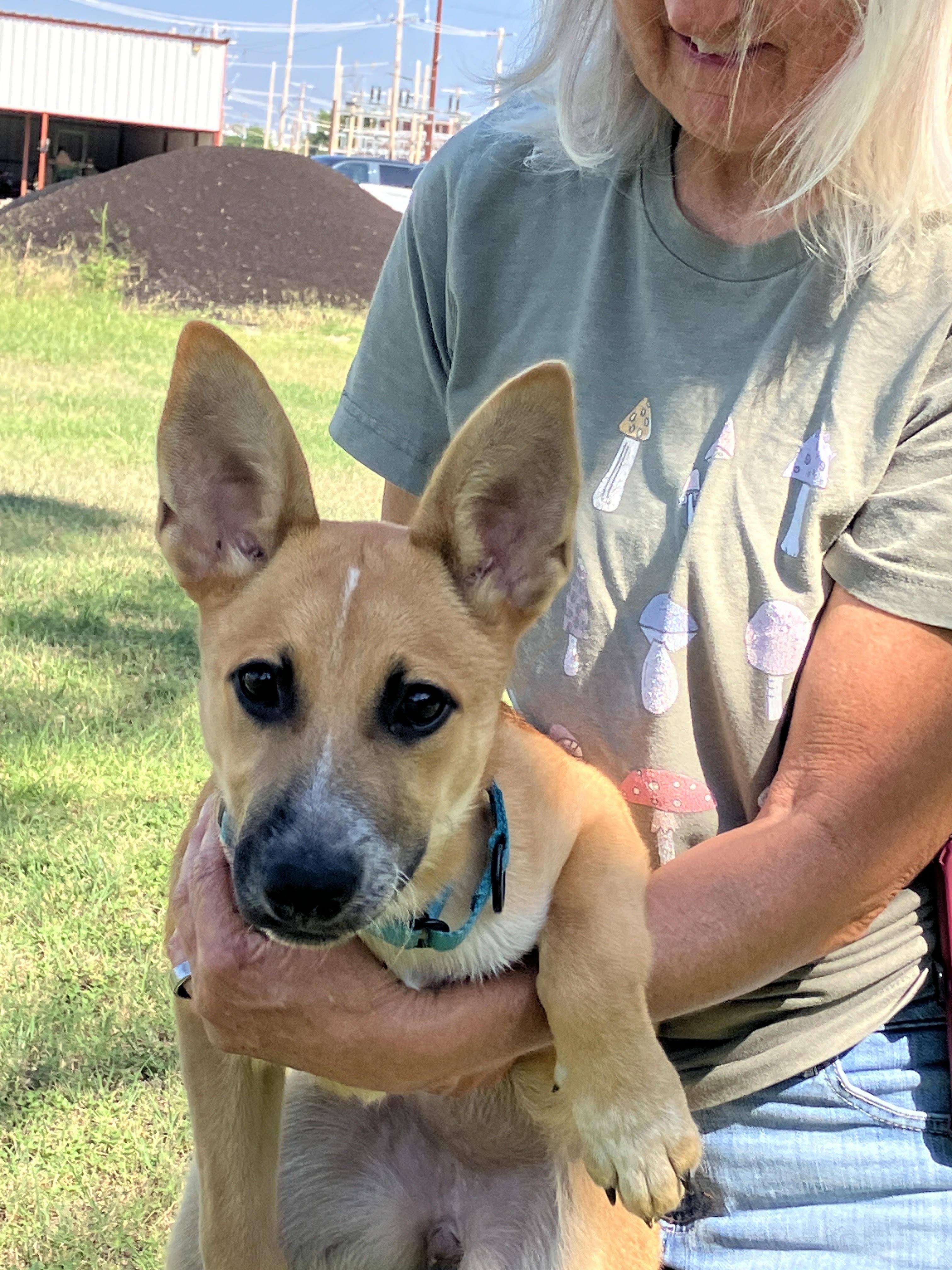 Enlarge Darla-Darling dog, a Adoptable mixed breed in Dallas, TX image 4/6