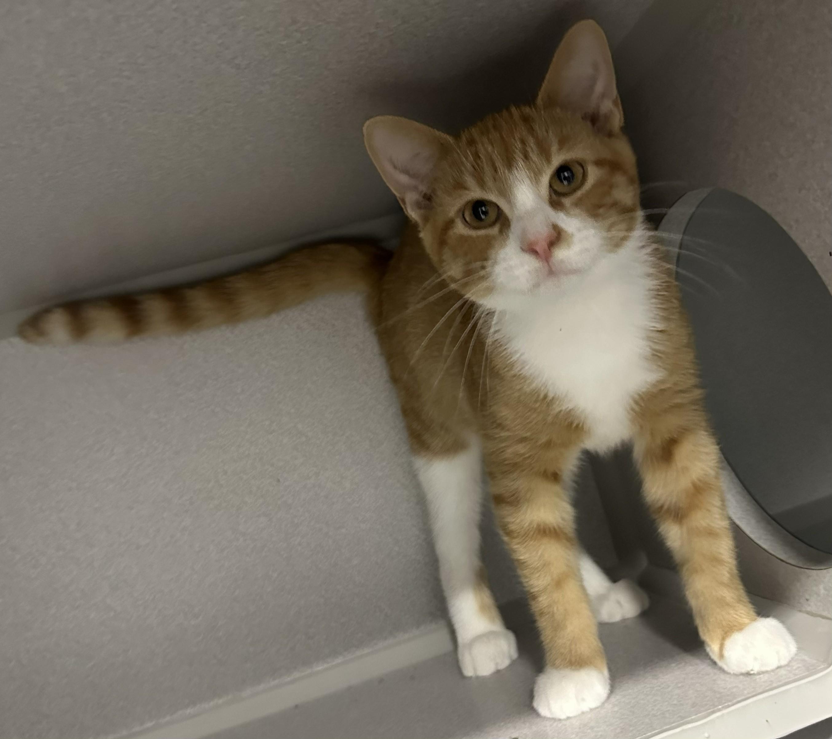Zane, Adopted, Young Male Domestic Short Hair.
