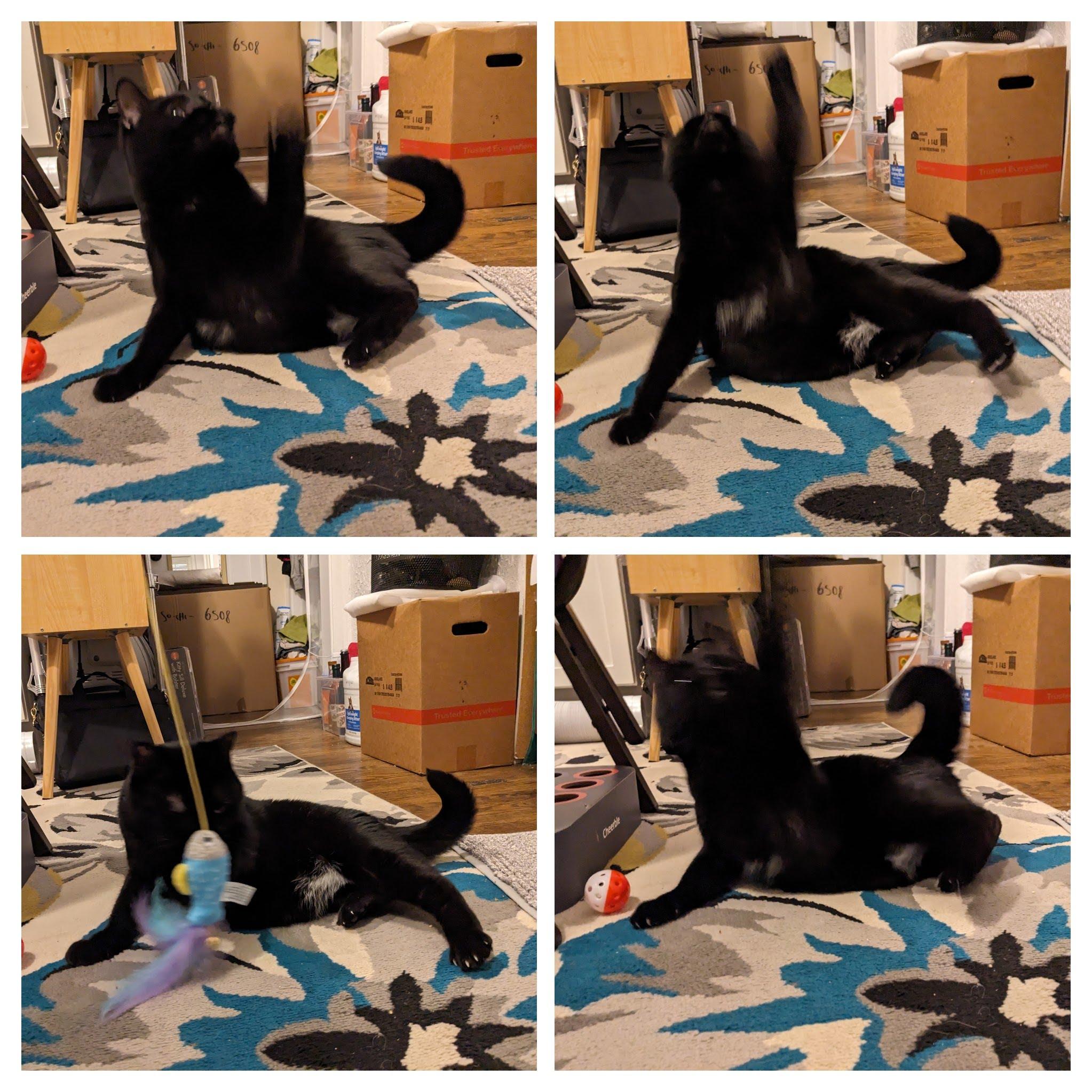 Kitty Purry, an adopted Domestic Short Hair in Chicago, IL image 1/5