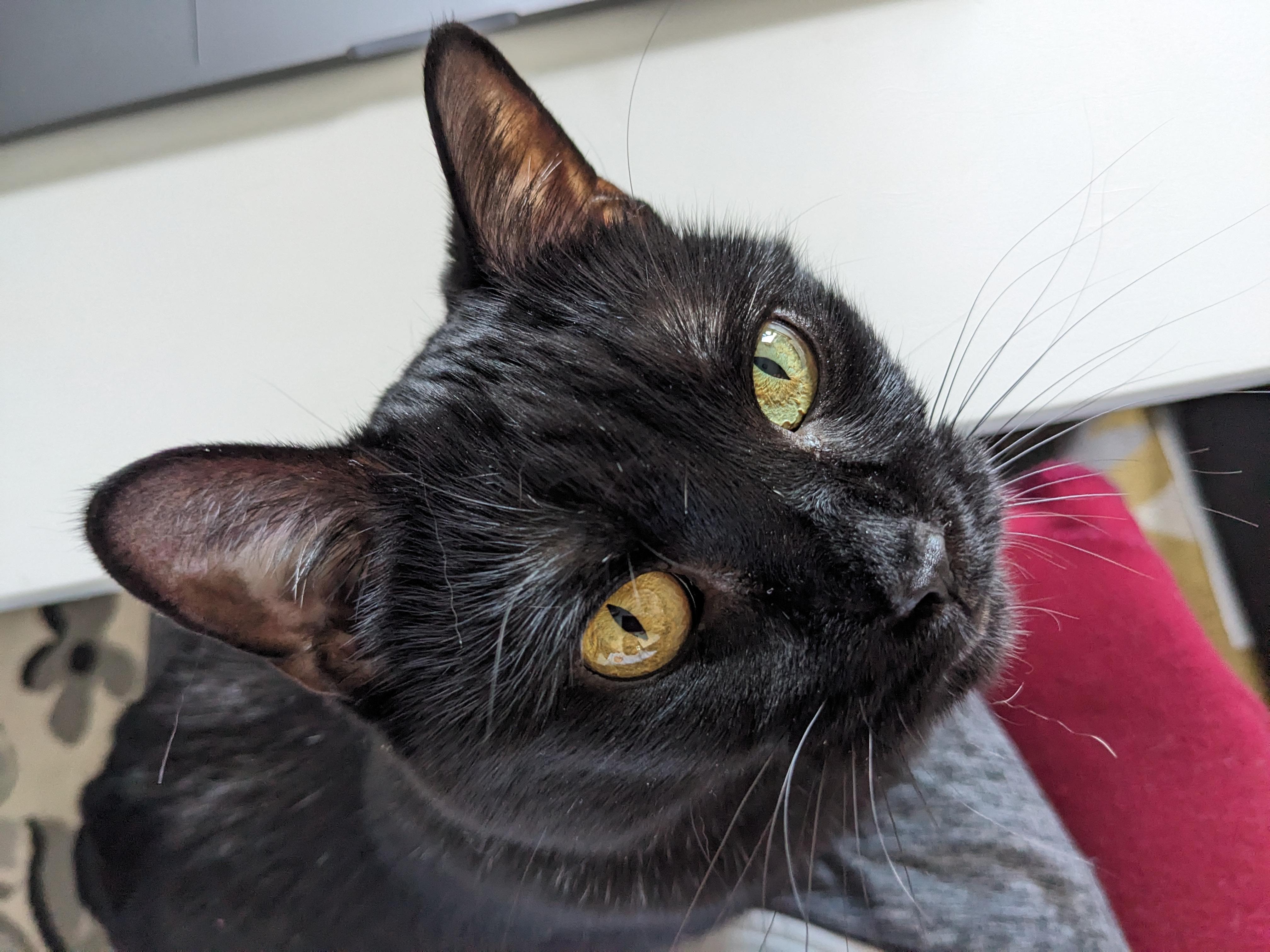 Kitty Purry, an adopted Domestic Short Hair in Chicago, IL image 5/5