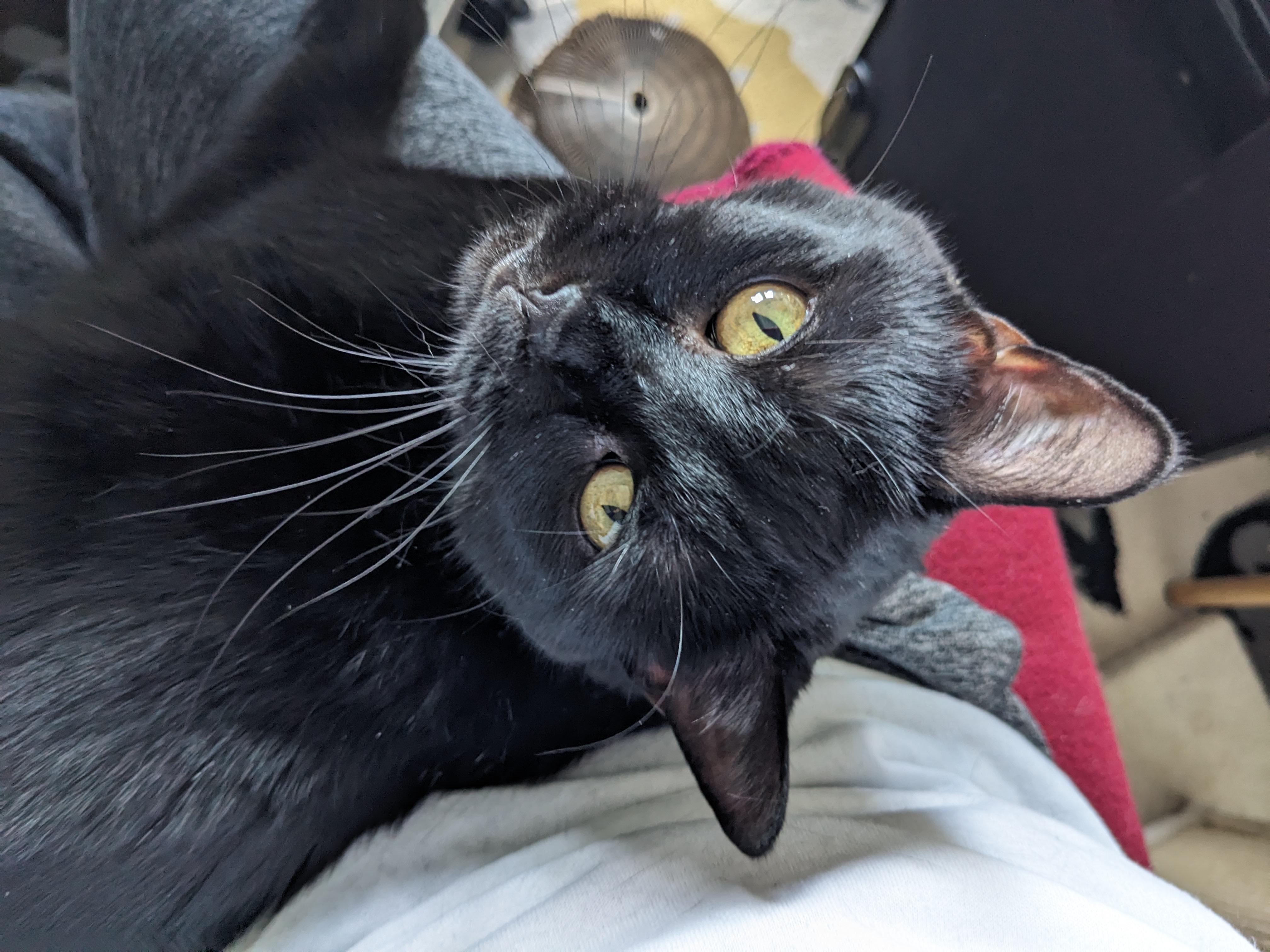 Kitty Purry, an adopted Domestic Short Hair in Chicago, IL image 2/5