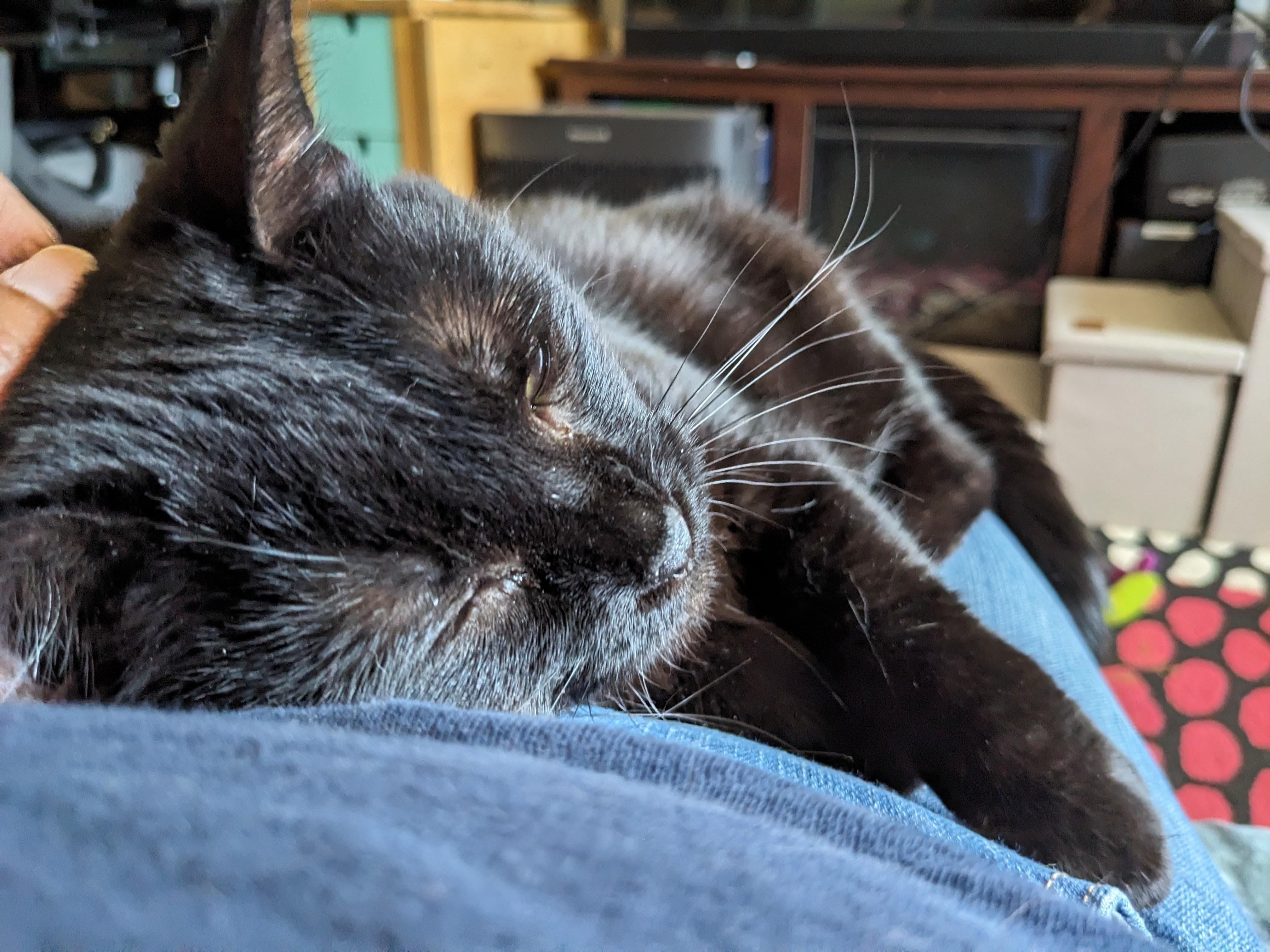 Kitty Purry, an adopted Domestic Short Hair in Chicago, IL image 4/5