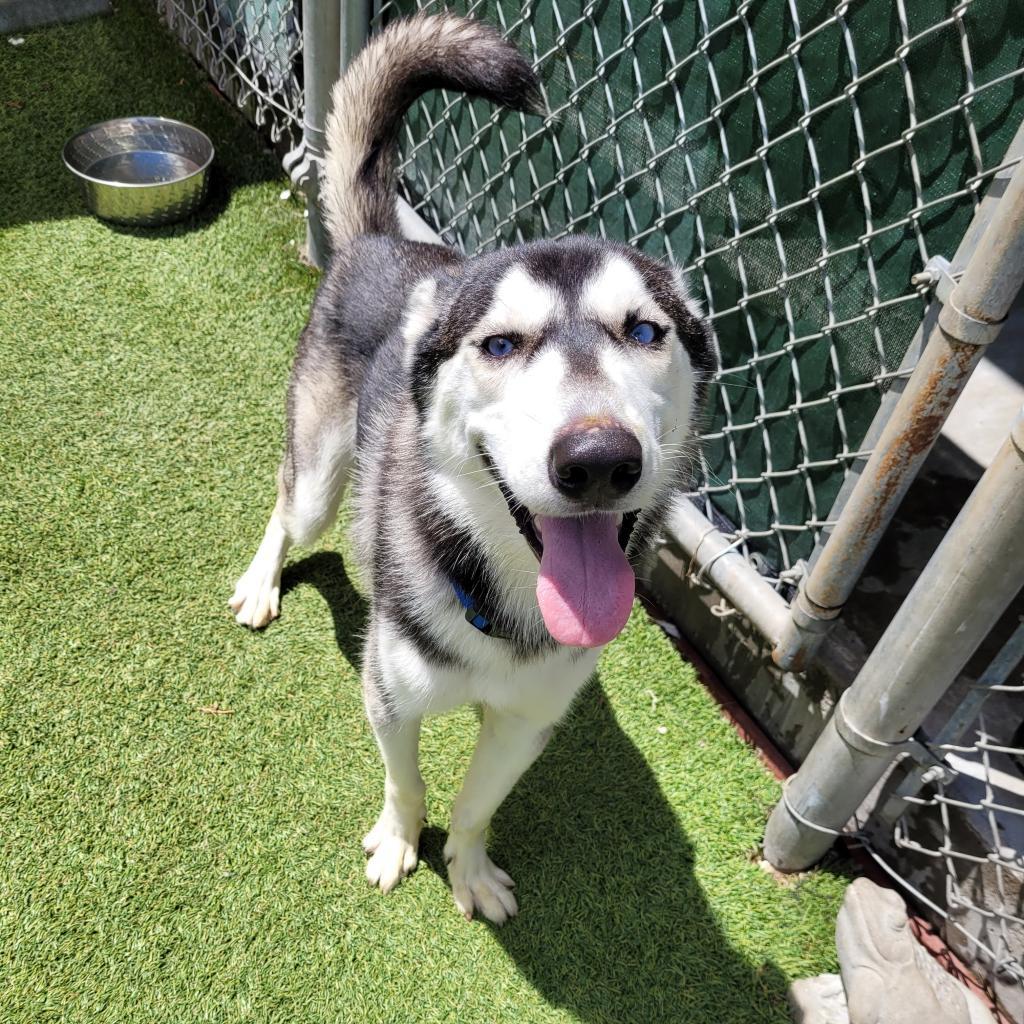 Enlarge Ranger, a Adoptable Husky in Galveston, TX image 1/5