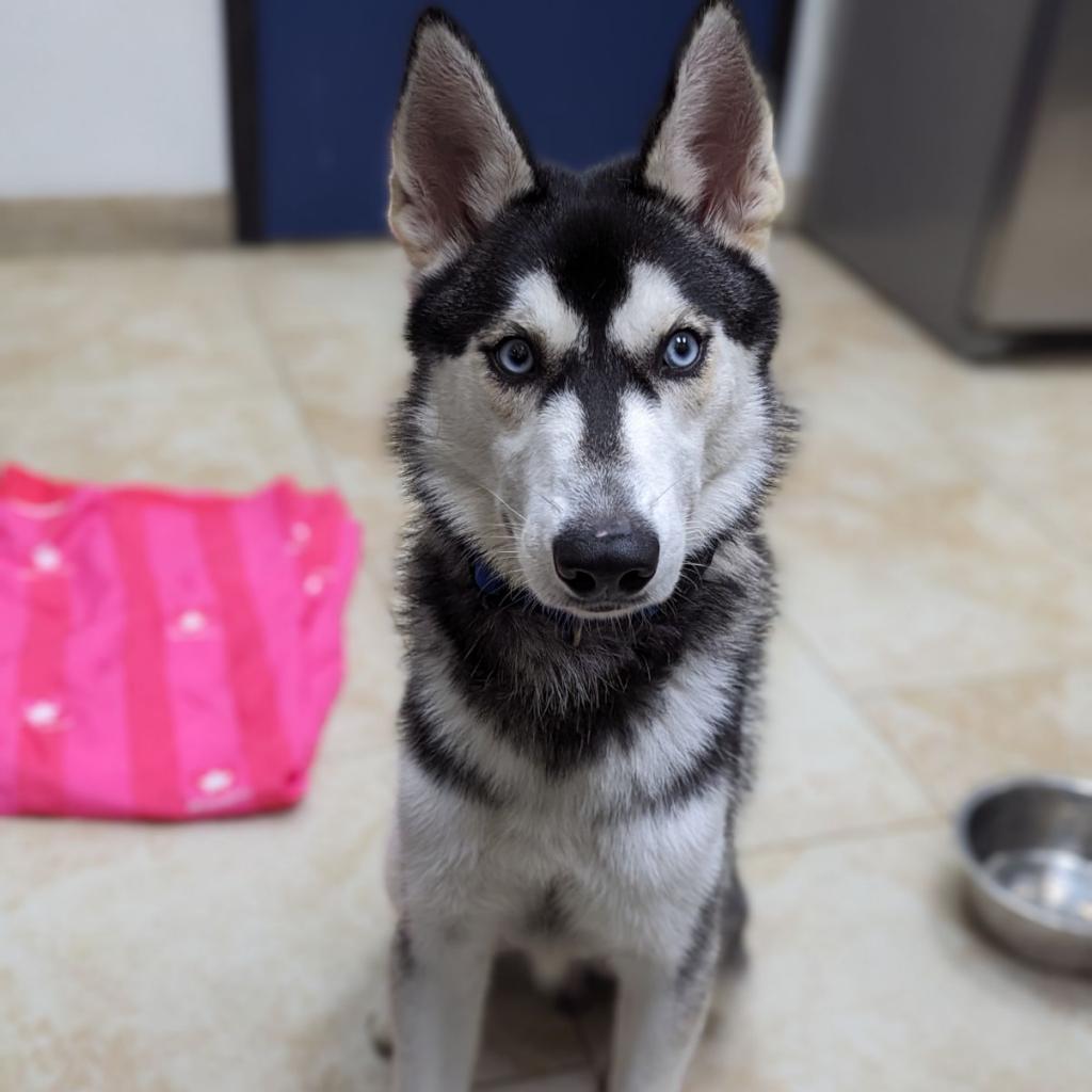 Enlarge Ranger, a Adoptable Husky in Galveston, TX image 2/5