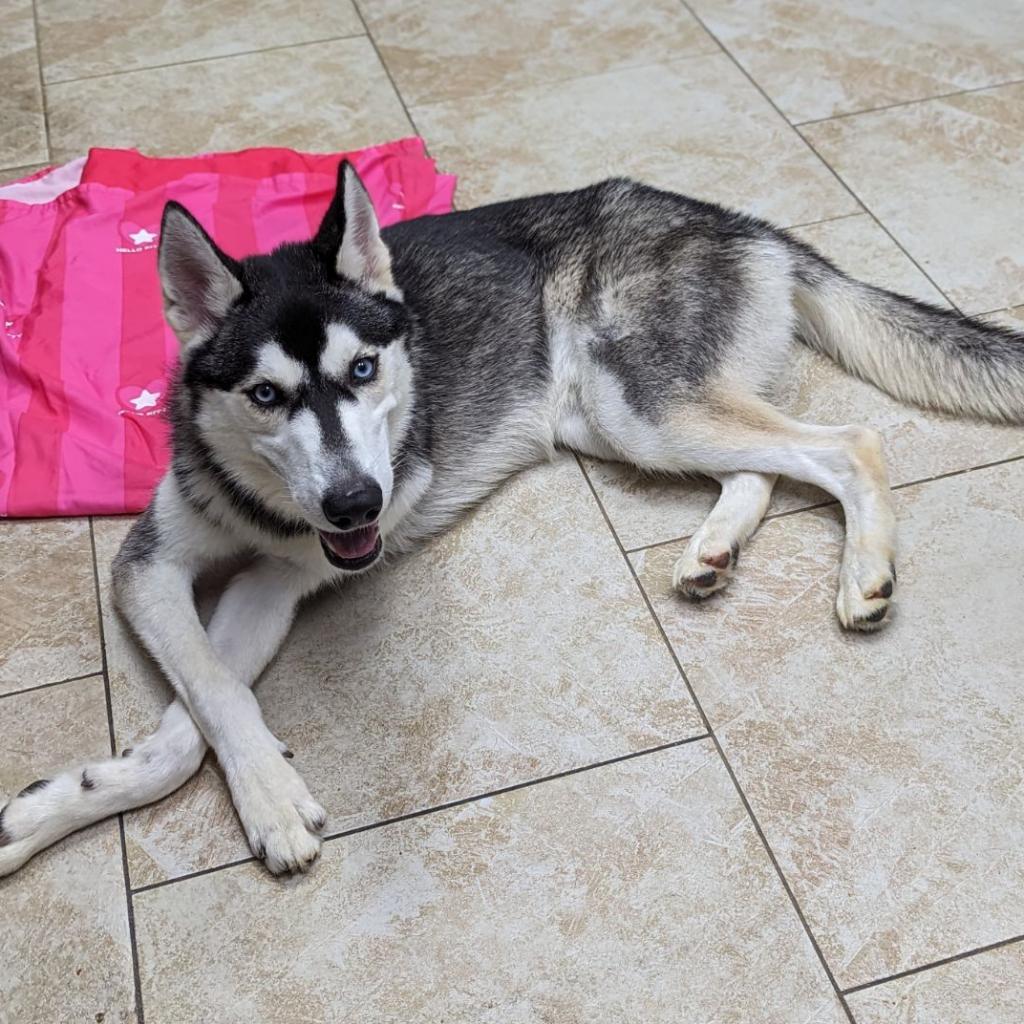 Enlarge Ranger, a Adoptable Husky in Galveston, TX image 3/5
