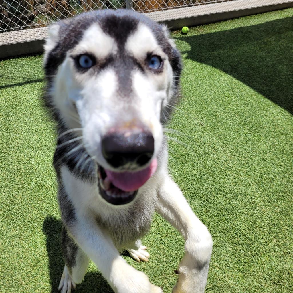 Enlarge Ranger, a Adoptable Husky in Galveston, TX image 4/5