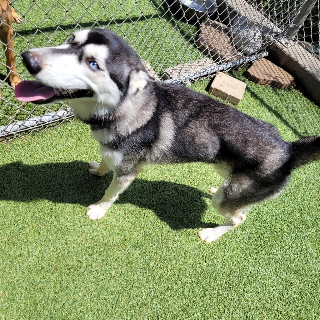 Enlarge Ranger, a Adoptable Husky in Galveston, TX image 5/5