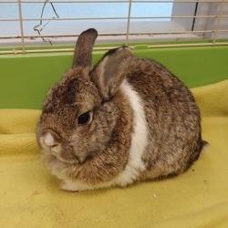 Addy, a Adoptable mixed breed in Baltimore, MD image 1/6