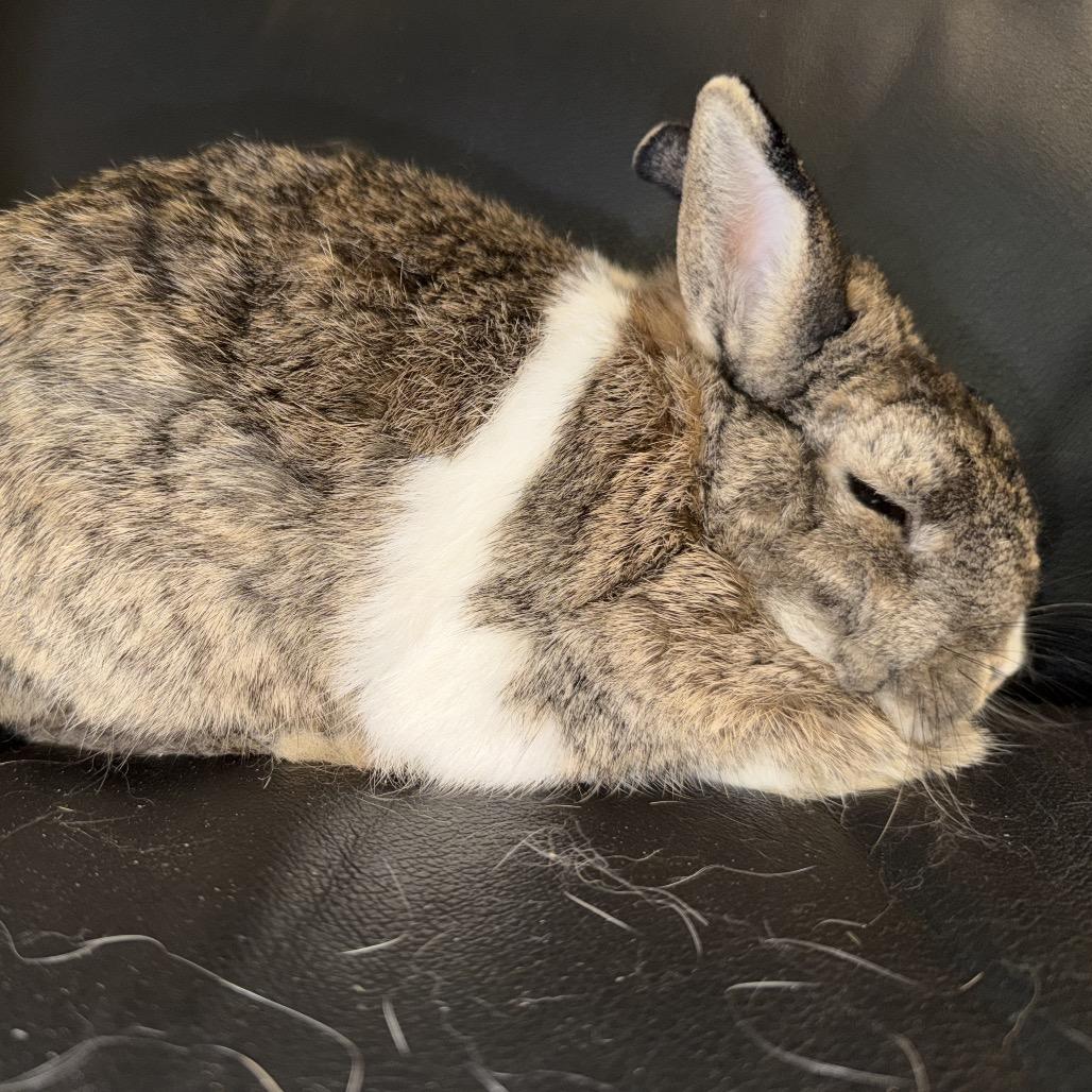 Addy, Adoptable, Young Male Netherland Dwarf & Dutch.