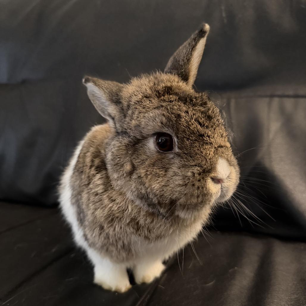 Addy, a Adoptable mixed breed in Baltimore, MD image 2/6