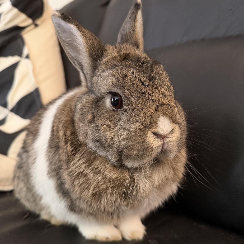 Addy, a Adoptable mixed breed in Baltimore, MD image 3/6