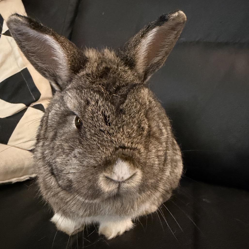 Addy, a Adoptable mixed breed in Baltimore, MD image 5/6