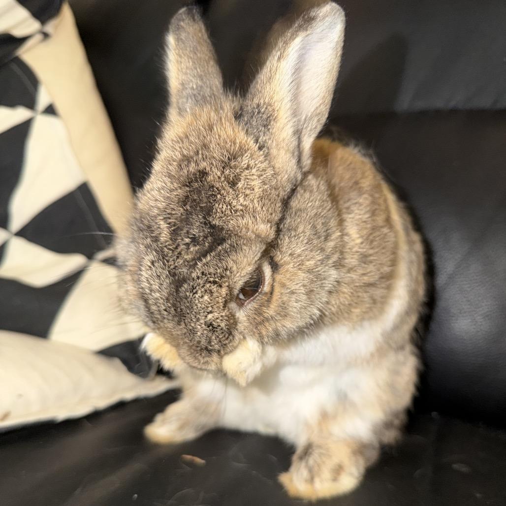 Addy, a Adoptable mixed breed in Baltimore, MD image 6/6